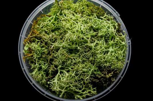 Coral Ghoulish Hedge Basing Material